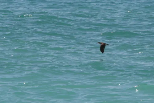 Audubon's Shearwater