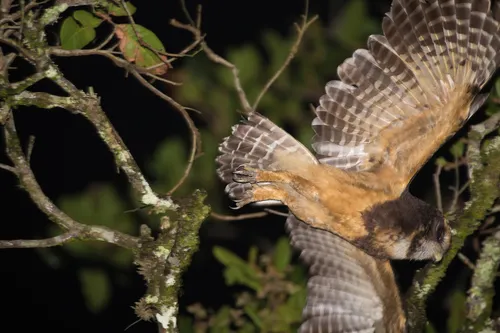 Tawny-browed Owl