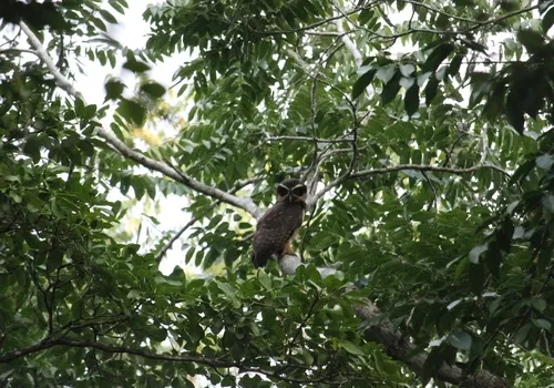 Spectacled Owl