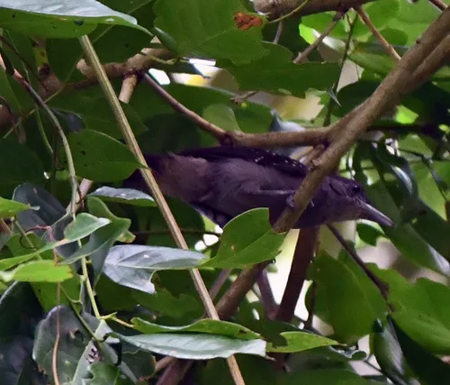 Spot-winged Antshrike