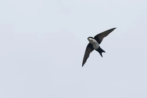 Blue-and-white Swallow