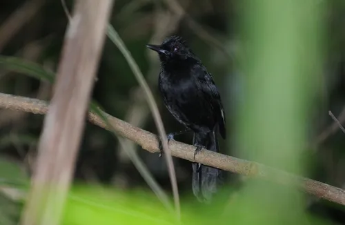 Fringe-backed Fire-eye
