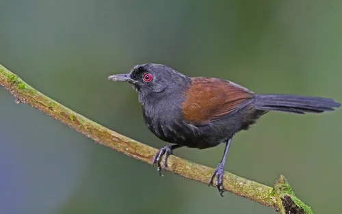East Amazonian Fire-eye