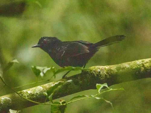 White-shouldered Fire-eye