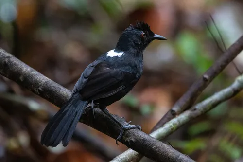 Pernambuco Fire-eye