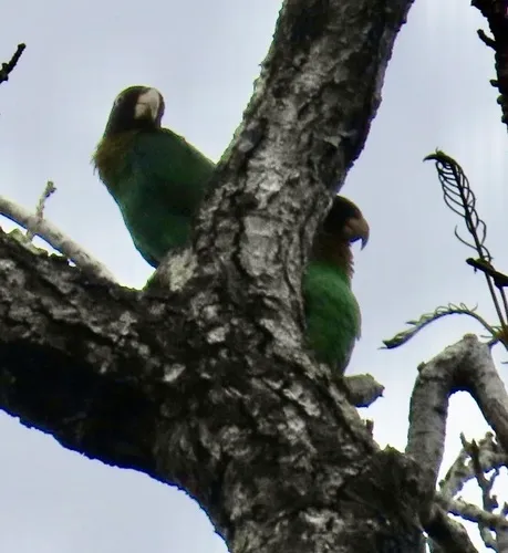 Caica Parrot