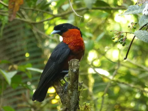 Red-ruffed Fruitcrow