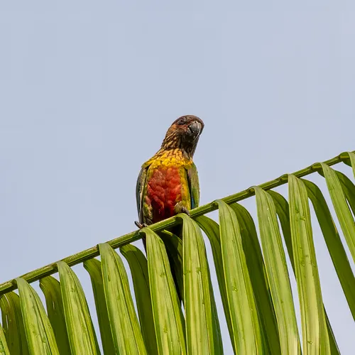 Santarem Parakeet