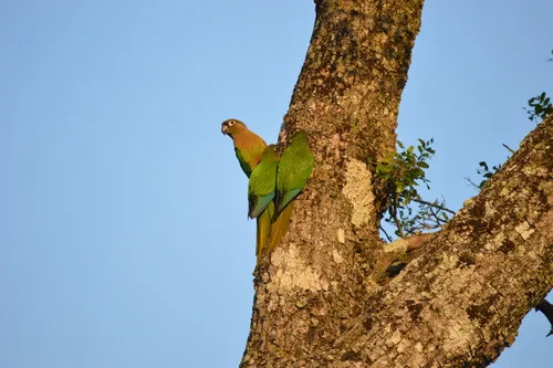 Blaze-winged Parakeet