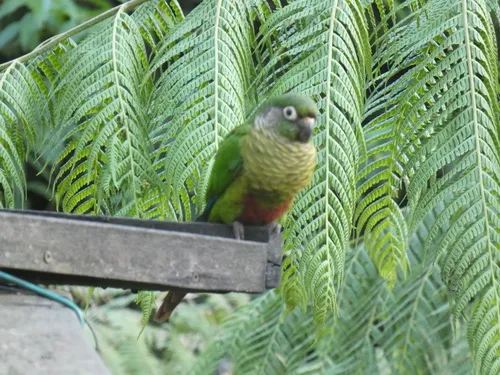 Tiriba-de-testa-vermelha