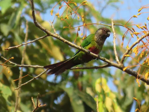 Bonaparte's Parakeet