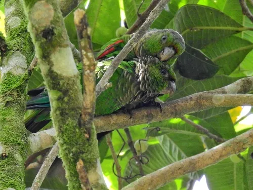 Maroon-tailed Parakeet