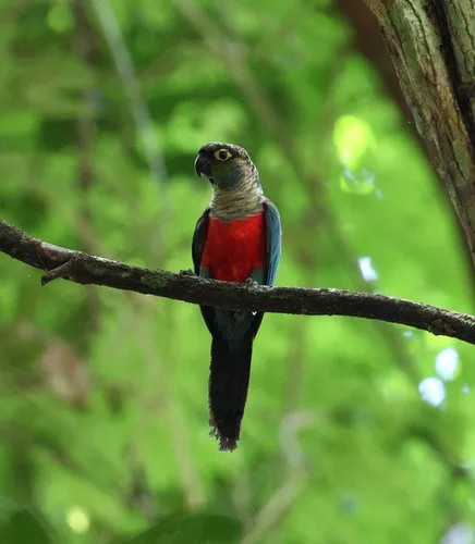 Crimson-bellied Parakeet
