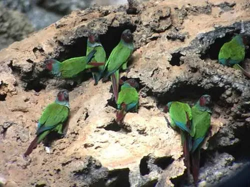 Pfrimer's Parakeet