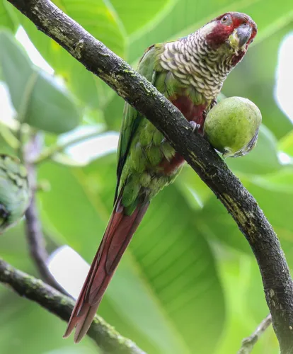 Painted Parakeet