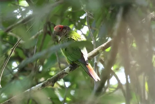 Rose-fronted Parakeet
