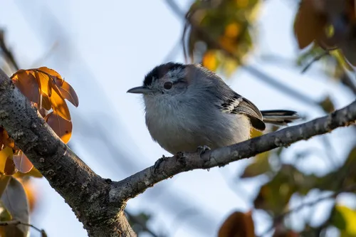 Chorozinho-da-caatinga