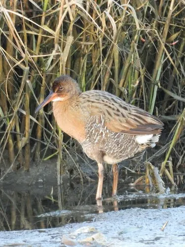 Mangrove Rail