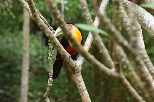 Tucano-de-bico-verde