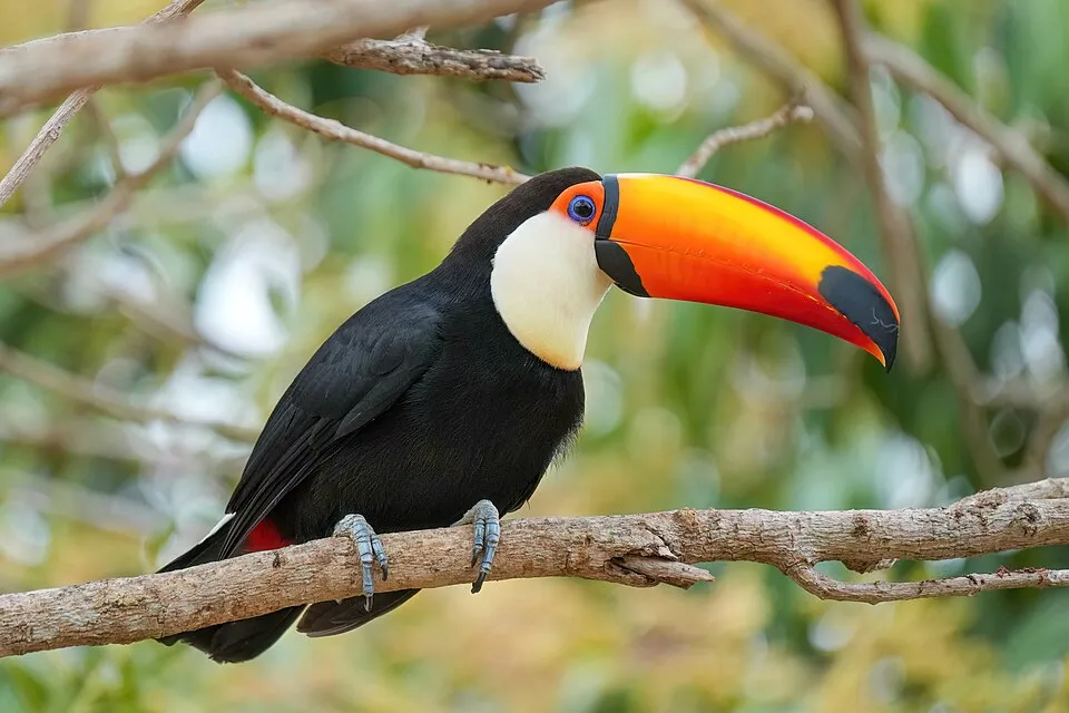 Tucanuçu