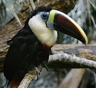 Tucano-de-papo-branco