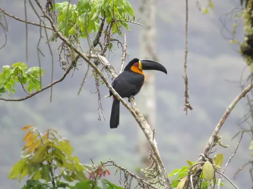 Tucano-de-bico-preto