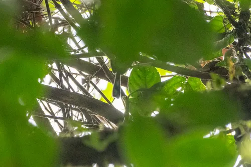 Long-billed Gnatwren