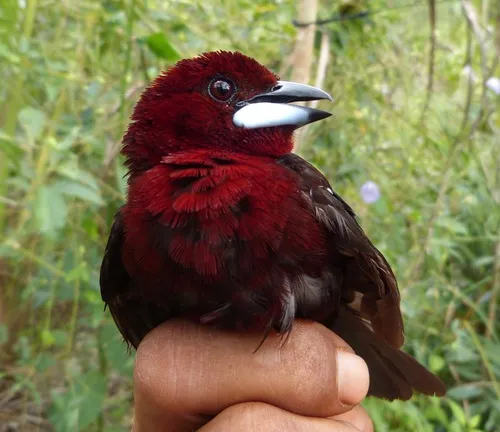Silver-beaked Tanager