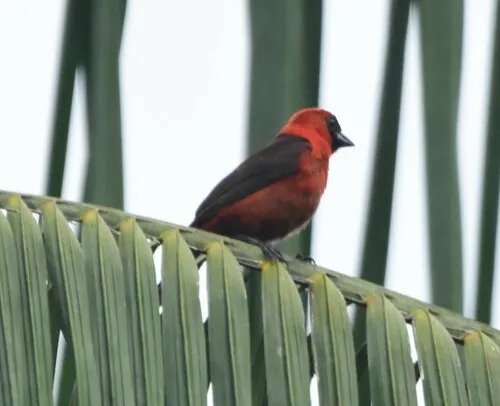 Masked Crimson Tanager