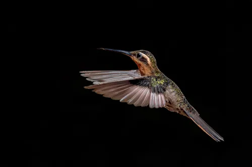 Saw-billed Hermit