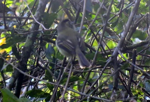 Large-headed Flatbill