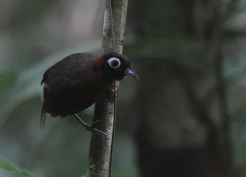 Chestnut-crested Antbird