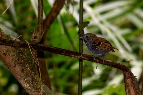Star-throated Antwren
