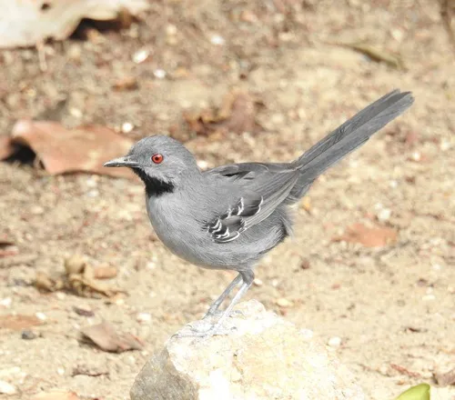 Slender Antbird