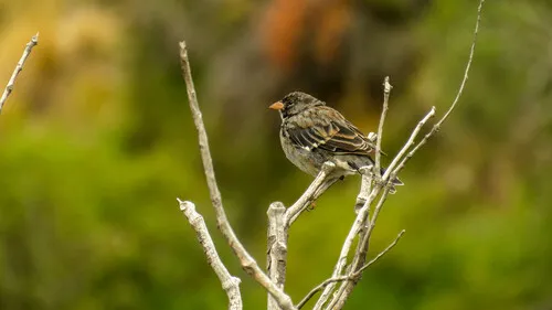 Mourning Sierra-Finch