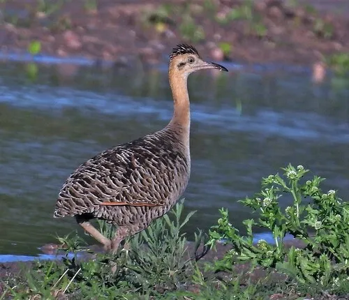 Red-winged Tinamou