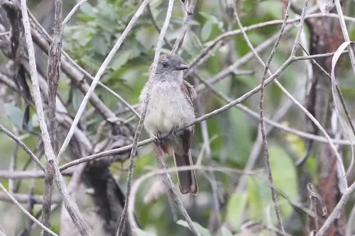 Pale-bellied Mourner