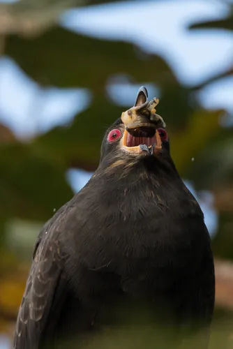 Snail Kite
