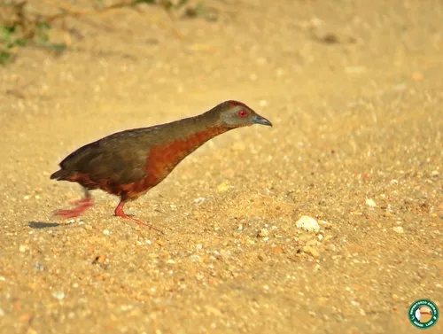 Russet-crowned Crake