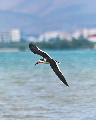 Black Skimmer