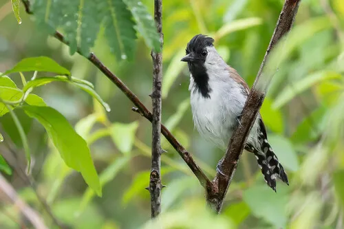 Silvery-cheeked Antshrike