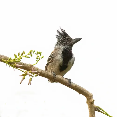 Choca-de-crista-preta