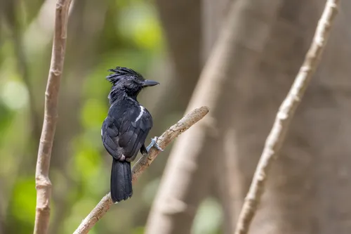 Glossy Antshrike