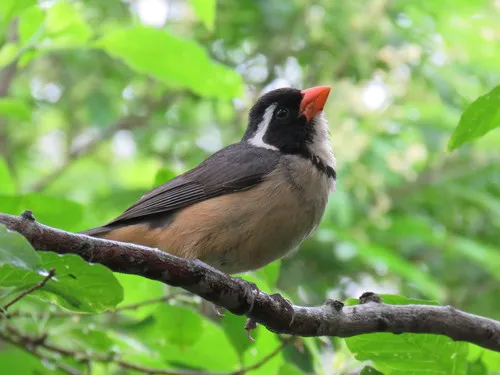Golden-billed Saltator