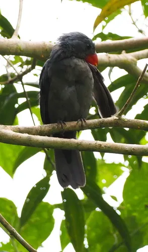 Slate-colored Grosbeak