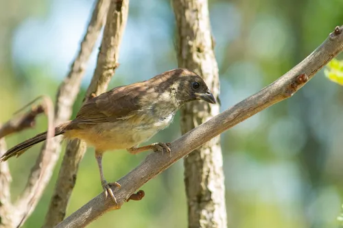 Black-throated Saltator
