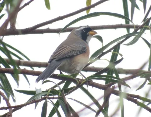Many-colored Chaco Finch