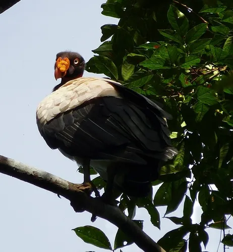 King Vulture