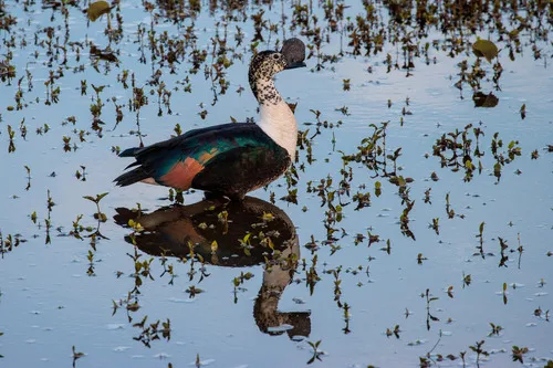 Comb Duck