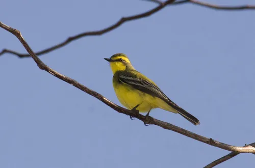 Yellow-browed Tyrant